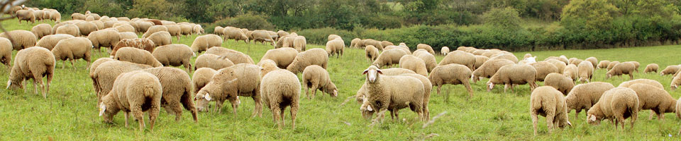 Rinderproduktion und Landschaftspflege