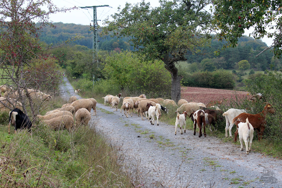 Schafe und Ziegen auf dem 'Gebaer Weg' bei Herpf