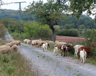 Schafe und Ziegen auf dem 'Gebaer Weg' bei Herpf