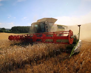 Zwei Claas Lexion 780 mit 12m breiten Schneidwerken dreschen Gerste und Weizen. Mit im Einsatz war ein Fendt 927 Vario mit einem Annaburger Umladewagen sowie ein Fendt 939, 926 I und 926 II.